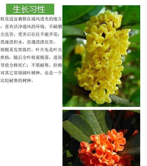 如何种植桂花种子（从播种到成树，一步步教你种出美丽的桂花树）