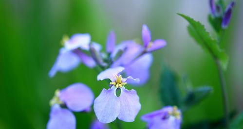 春之花海（探秘春季开放的最美花海）