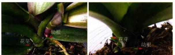 蝴蝶兰种植全过程（从选苗到花期，打造美丽花园）