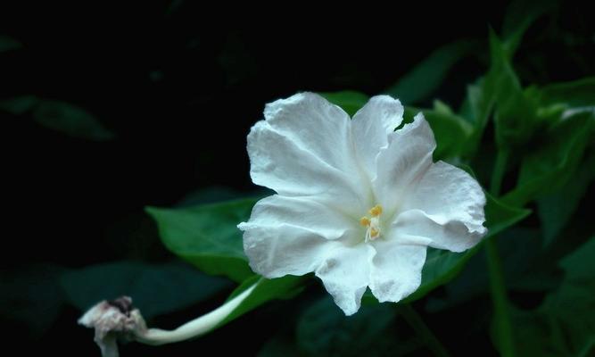 夜来香的花色芬芳（盘点夜来香的姿态和魅力）