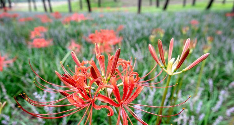 花开彼岸，世界因你而美——探秘彼岸花的寓意（花间一壶酒，独醉好风景，彼岸花的背后故事）