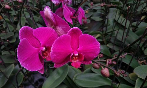 蝴蝶兰品种名称大全——打造属于你的花园（探索不同花色、花型的蝴蝶兰品种，打造属于你的花园。）