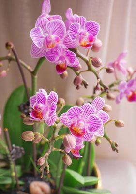 蝴蝶兰品种名称大全——打造属于你的花园（探索不同花色、花型的蝴蝶兰品种，打造属于你的花园。）