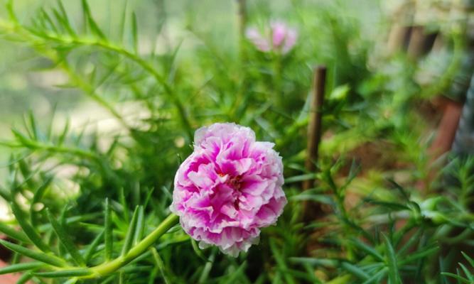 太阳花的开花时间与特点（探秘太阳花的成长历程及生态特性）