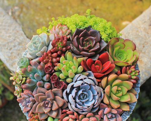 多肉植物养护全攻略（打造多肉植物绿色生活，从这里开始）