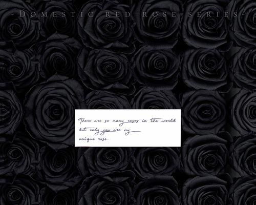 黑色玫瑰的寓意与意义（探究黑色玫瑰在文化和艺术中的价值）