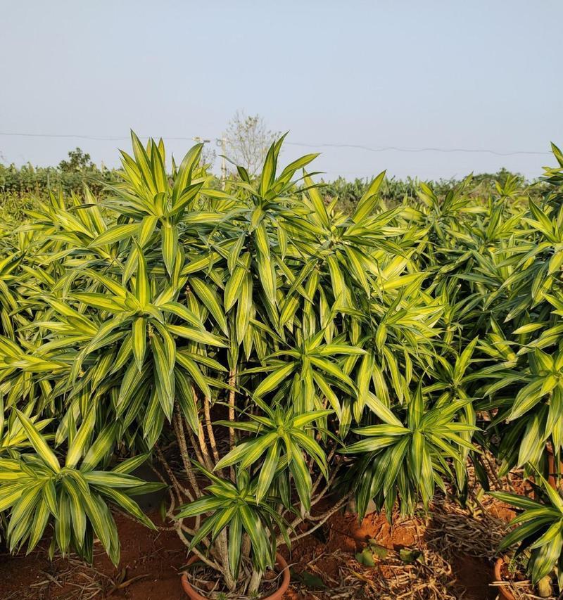 百合竹怎么养——打造优美绿色环境（阳光、水分、土质是关键，不同季节须有不同养护方式）