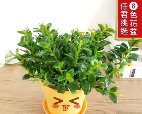 室内花卉植物养护秘籍（打造清新室内氛围，让花草陪你过冬）