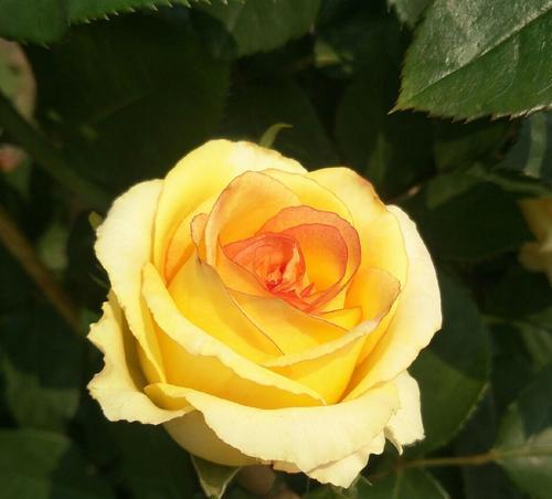 黄玫瑰花的代表寓意（传递忠诚与友谊的黄玫瑰花）