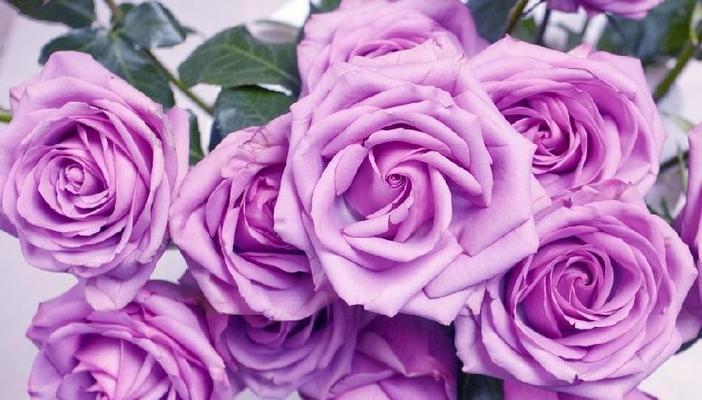 17朵玫瑰花的花语解读（浪漫之语中的含义与传递）