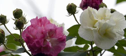 白芙蓉花的象征意义及美丽之魅力（神秘而高贵，白芙蓉花的深意和传奇故事）