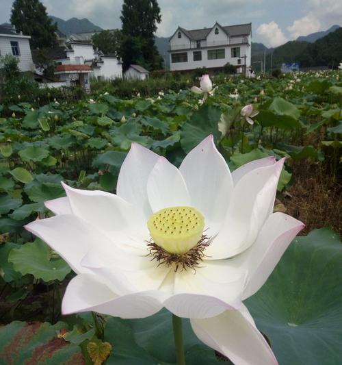 白莲花的象征意义及文化内涵（解读白莲花的寓意与美丽）