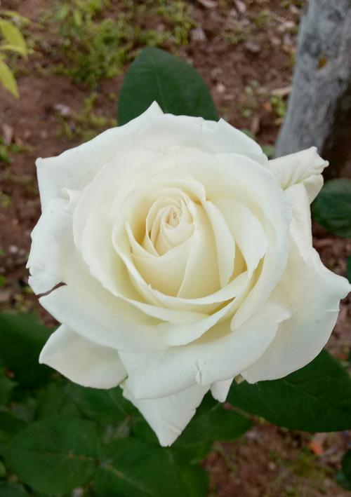 白玫瑰的爱情含义与象征意义（一朵白玫瑰代表的是清纯、纯洁和无私的爱意）