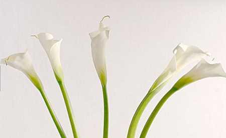 白色马蹄莲（白色马蹄莲的花语、寓意和代表的意义）