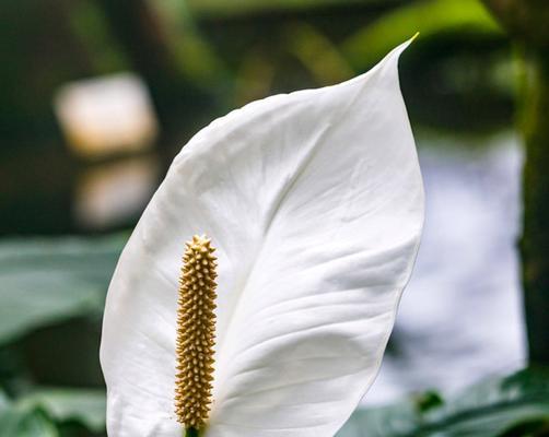 白掌花语（探寻白掌花的花语，解读其独特寓意）