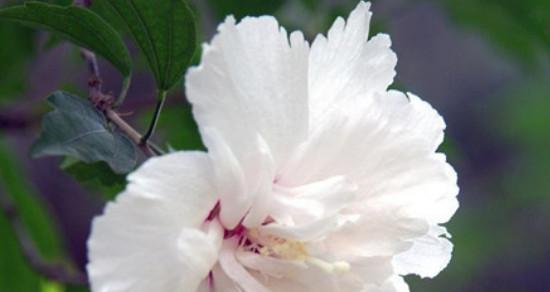 悼念之花（花朵倾诉哀伤，花语寄托思念）