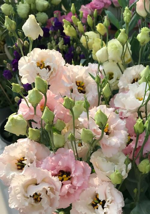 悼念之花（花朵倾诉哀伤，花语寄托思念）