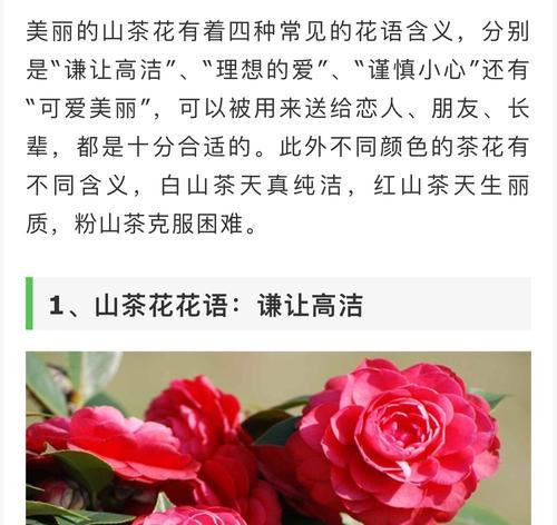 悼念之花（花朵倾诉哀伤，花语寄托思念）