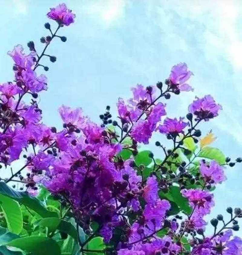 好运之花（揭秘能为你带来好运的15种花卉）