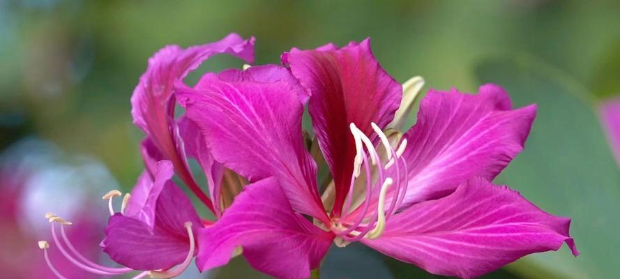 坚韧的花——寄托生命之力（坚毅不拔、逆境奋发的花朵世界）