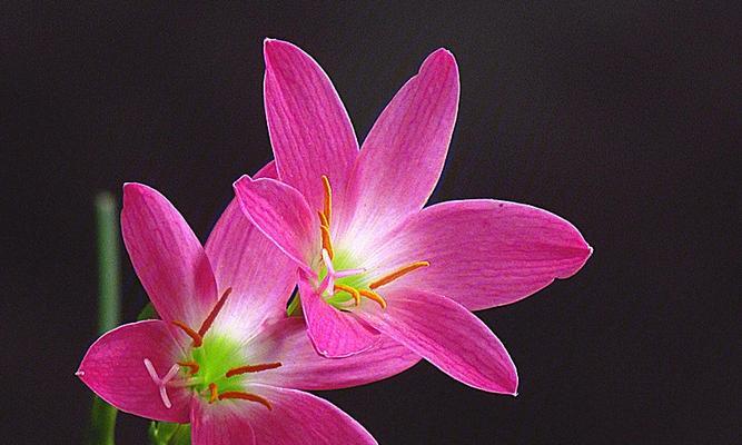 坚韧的花——寄托生命之力（坚毅不拔、逆境奋发的花朵世界）