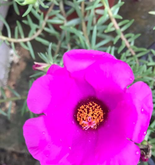 坚韧的花——寄托生命之力（坚毅不拔、逆境奋发的花朵世界）