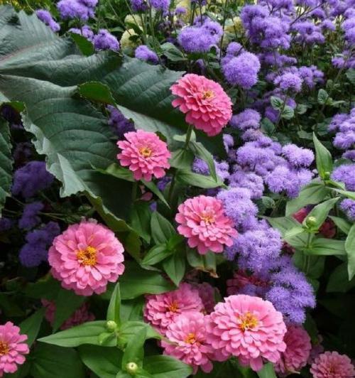 努力的花，献给奋斗者（以花语庆祝努力的力量）