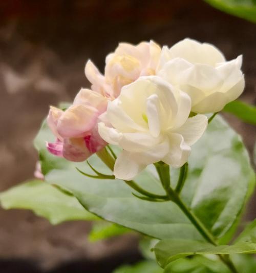 生命的花（探索花语背后蕴含的生命哲理与意义）
