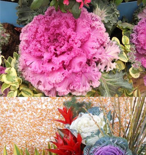 生命的花（探索花语背后蕴含的生命哲理与意义）