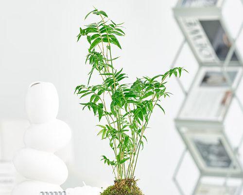 常见的苔藓植物有哪些（有关苔藓的特点简介）