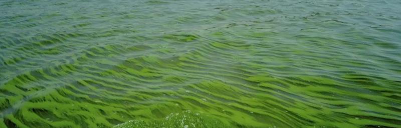 蓝藻爆发的原因是什么（植物水生植物知识）