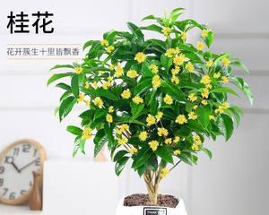 室内花树品种大全（适合放在室内的绿植）