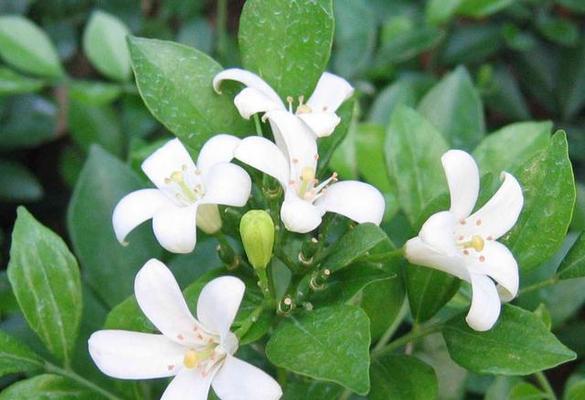 九里香花怎么养护（九里香盆栽养殖方法）