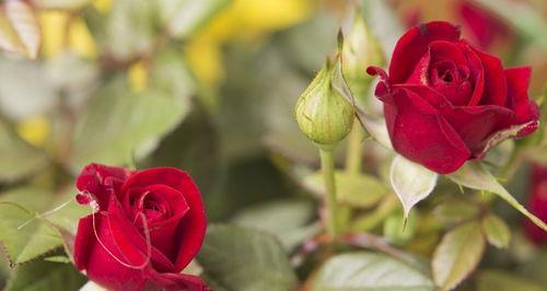 世界稀有玫瑰品种有哪些（最稀有玫瑰花品种排名）