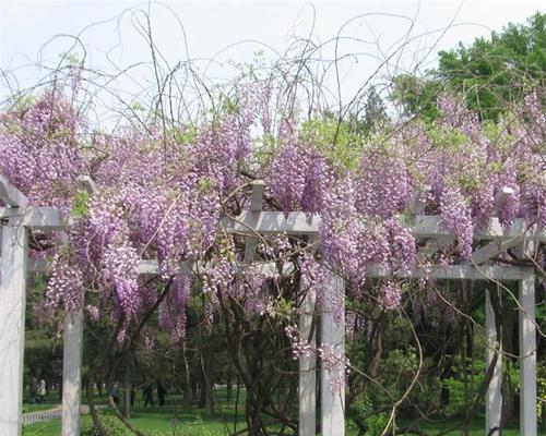 紫藤树适合在哪里种植（有关紫藤树的养殖方法）