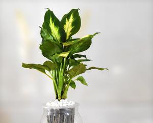 银皇后怎么养殖方法（银皇后花的养殖方法和注意事项）