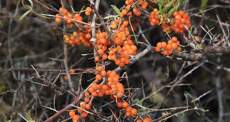 沙棘是什么植物（关于沙棘的简介资料）