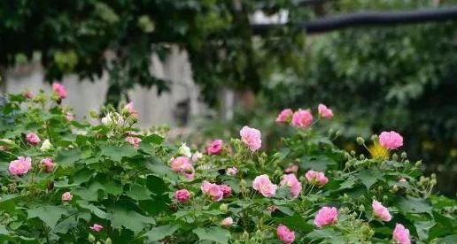 芙蓉花开花季节是几月份（有关芙蓉花开花时间）