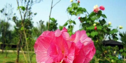 芙蓉花开花季节是几月份（有关芙蓉花开花时间）