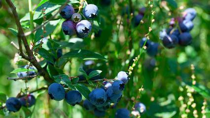 蓝莓如何种植（蓝莓种植方法和技巧）