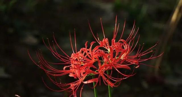 彼岸花什么时候开花（有关彼岸花的养殖方法）