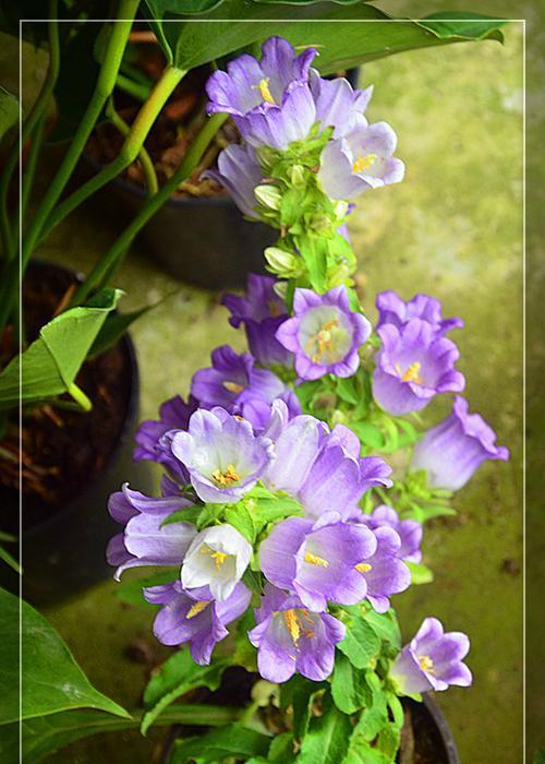 紫斑风铃草什么时候开花（风铃草的养殖方法）