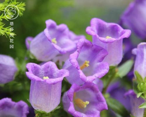 紫斑风铃草什么时候开花（风铃草的养殖方法）