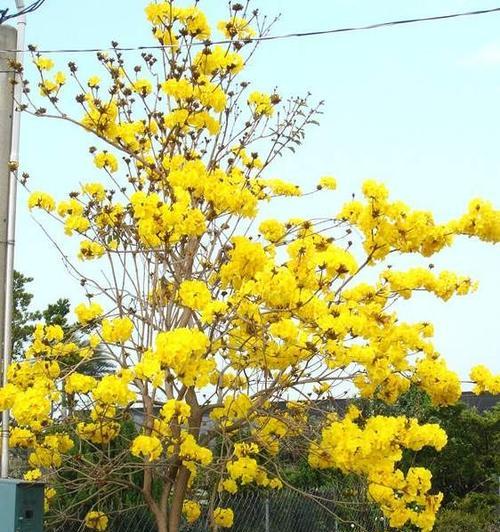 黄花风铃木生长速度如何（有关黄花风铃木简介）