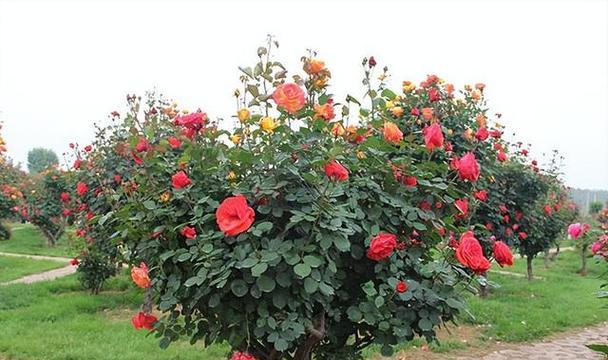 庭院种植什么花卉（适合庭院种植的花卉排名）