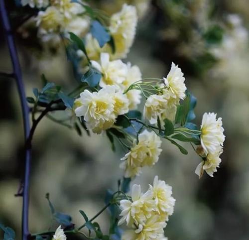 木香花和蔷薇花的区别是什么（教你辨别木香花和蔷薇花）