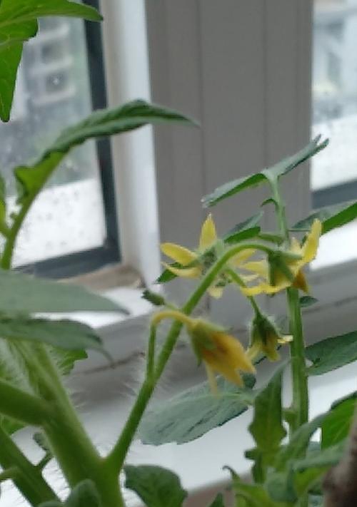 西红柿怎么种植和管理（西红柿种植管理技术要点）
