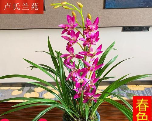 兰草的养殖方法和注意事项（最旺入门养兰花的技巧）