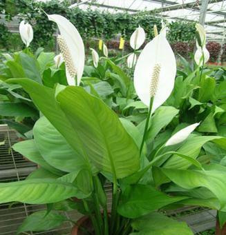 白鹤芋怎么养（白鹤芋养护与日常管理）
