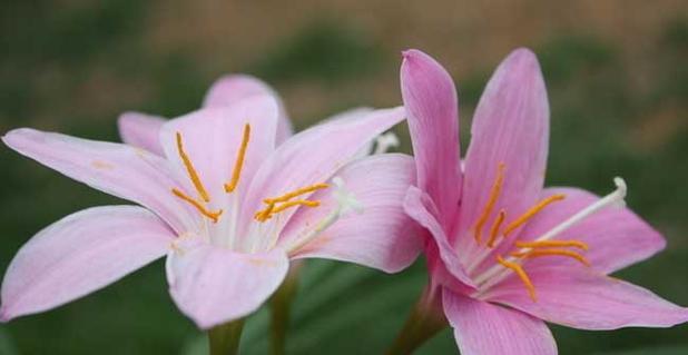 春天的花都有什么花（适合春天养的八种花）